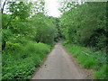 Track through woodland, Kirk Sandall