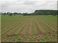 Farmland north of Hatfield Lane