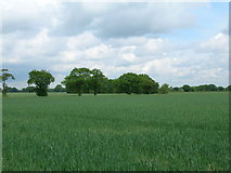SE6612 : Farmland near Ashfields by JThomas