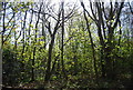 TQ3664 : Spring Park Wood, Shirley Heath by N Chadwick