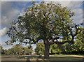 Gnarled Tree