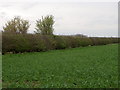 Oilseed rape near Great Smeaton