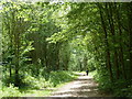 Woodland path along former railway line