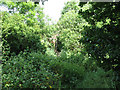 Overgrown footpath