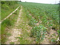 Footpath By Cadnam Farm