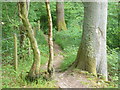 Footpath by Row Wood