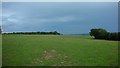 Field above Ramsbury