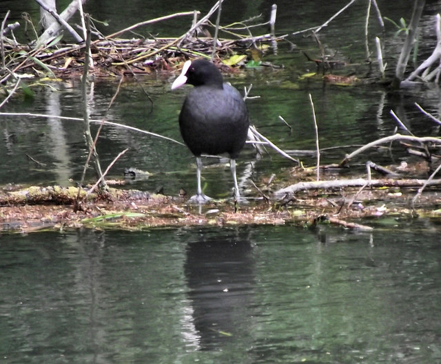 Coot on the River Avon