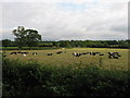 Cows near Wokingham