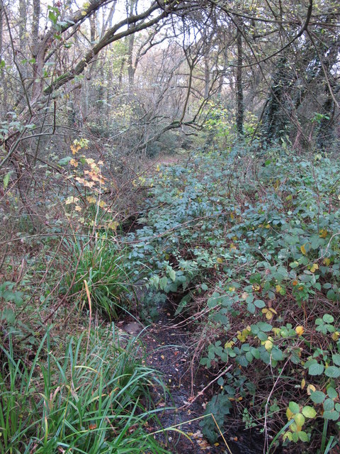 The Kyd Brook - Main Branch, in Sparrow Wood (11)