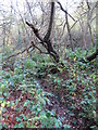 The Kyd Brook - Main Branch, on Crofton Heath (3)