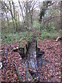 The Kyd Brook - Main Branch, in Clay Wood (2)