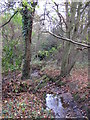 The Kyd Brook - Main Branch, in Clay Wood (5)