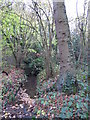 The Kyd Brook - Main Branch, in Clay Wood (6)