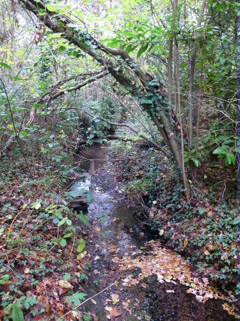 The Kyd Brook - Main Branch, in Clay Wood (2)