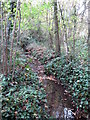 The Kyd Brook - Main Branch, in Clay Wood (3)