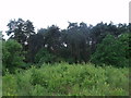 Fir Trees on Skellingthorpe Moor