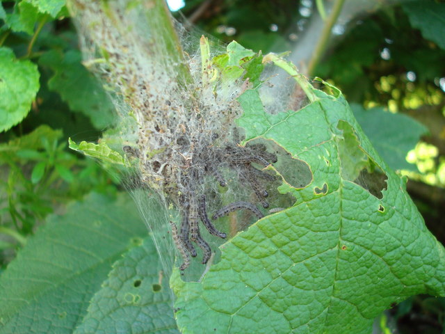 Ermine moth caterpillars in hedgerow at... © Steve Taylor :: Geograph ...