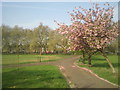 Cherry blossom in Deptford Park