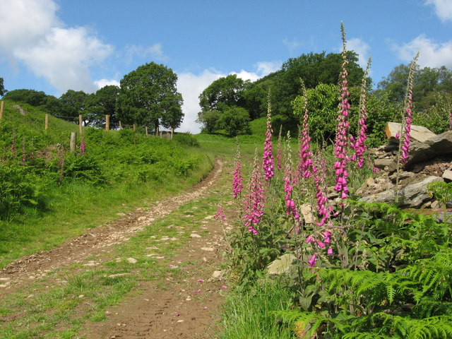 Foxgloves beside the Ridgeway Footpath