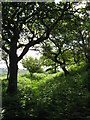 Earthworks of Caerau Fort