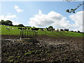 Cows near Cross Inn