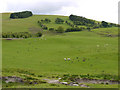 Grazing on Foel Goch