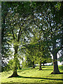 Trees near Bywell