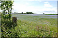 SJ9513 : Field Of Linseed, Mansty Lane. by Mick Malpass