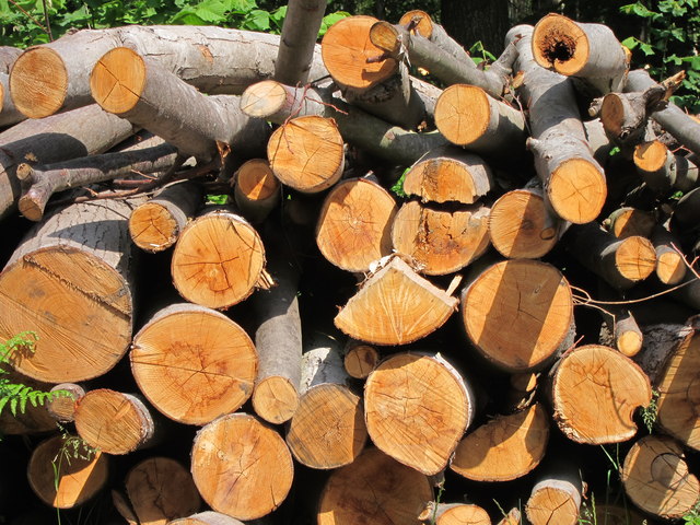 Wood pile in Blean Woods