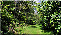 J4682 : Path and trees, Crawfordsburn Country Park by Albert Bridge