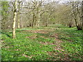 Woodland path near Battersby