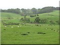 Grassland, Shipley