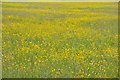 SP4305 : Meadow of buttercups by Philip Halling