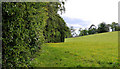 Field and trees, Crawfordsburn Country Park (7)