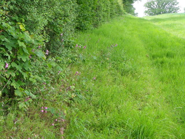Field headland near Sedgehill