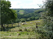 SK3077 : Field with sheep above Horsleygate Hall by Andrew Hill