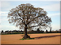 A tree in springtime