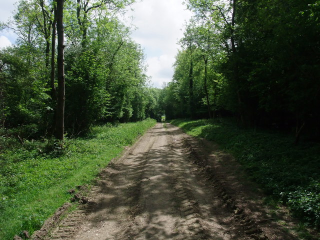 South downs Way in woodland near Tegleaze