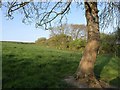 Pasture near Tolraggott Farm