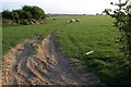 Sheep near Plain Street