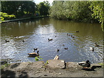 SD9101 : Ducks and Geese on the Fairbottom Branch Canal by Steven Haslington