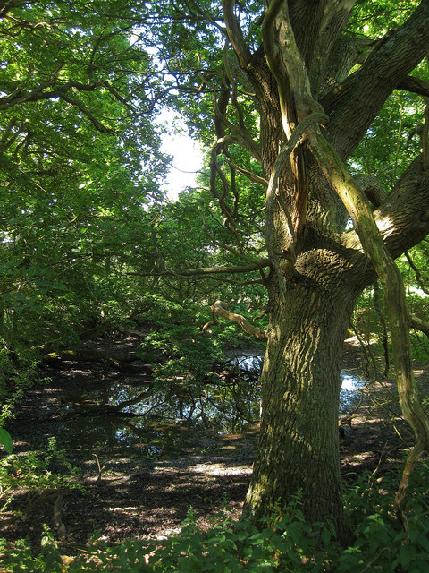 Pond, Pollards Wood