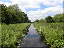 ST4639 : The Glastonbury Canal by Colin Bews