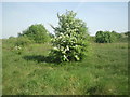 Hawthorn on Bedfont Pits