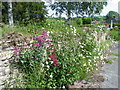 Wildflowers, South Brewham