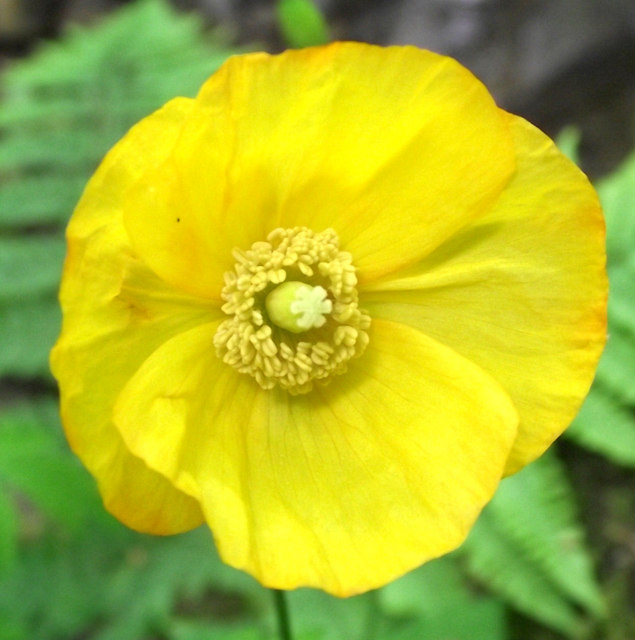 Flower of the Welsh Poppy © Jonathan Kington :: Geograph Britain and