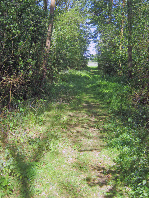 Path through woodland on Brierley Hill