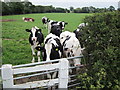 SJ4671 : Cows in a field by Jeff Buck