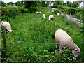 Lush pastures in Pleck Green